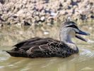 Pacific Black Duck (WWT Slimbridge September 2013) - pic by Nigel Key